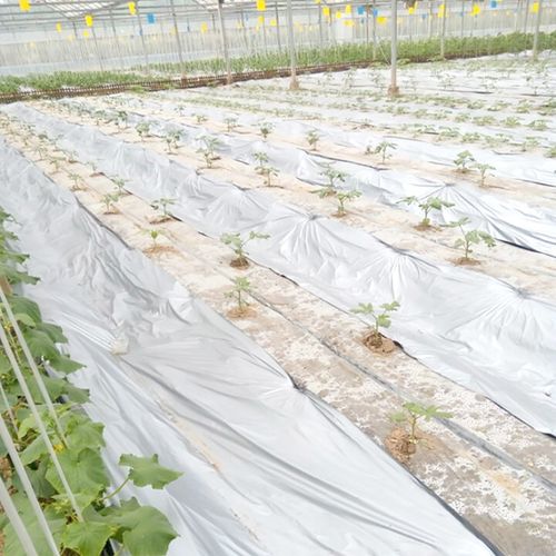 银黑双色反光地膜农用塑料薄膜黑白地膜果树蔬菜覆盖除草保温保湿