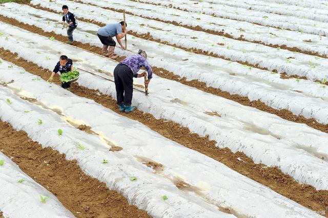 农村中有黑白两种农用地膜,你知道如何去正确使用