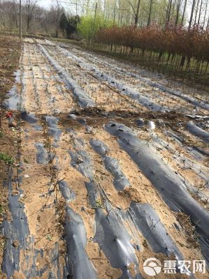 净重10斤地膜黑色地膜农用地膜遮光膜加厚除草保温膜树苗扦插膜
