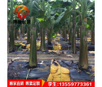 黑白地膜保肥 现代农业种植的科技绿色“隔层”